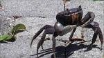 landcrab